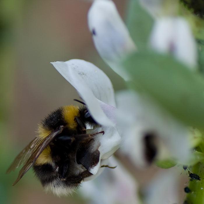 Breeding pollinator-friendly crops for the future