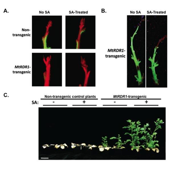 Aspirin's parent and RNA silencing jointly protect plants from TMV