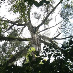 Airborne Laser Scanning finds the tallest tree yet discovered in the Tropics