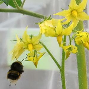 Virus attracts bumblebees to infected plants by changing scent