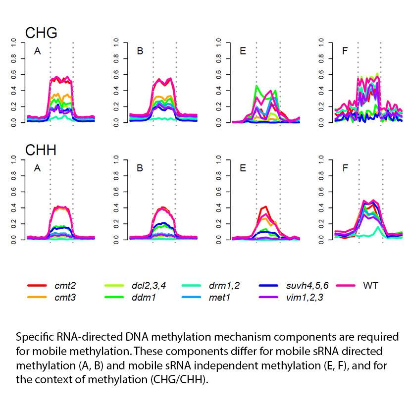 Mobile sRNAs regulate methylation through distinct pathways