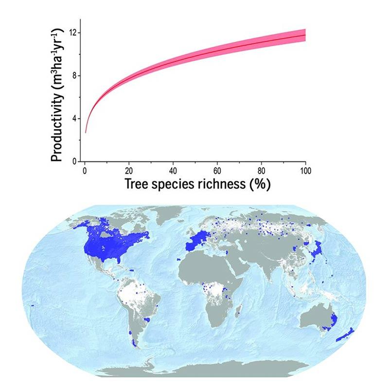 Positive biodiversity-productivity relationship predominant in global forests