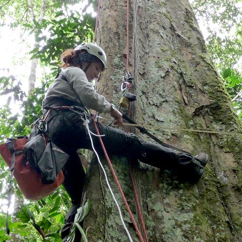 New insights for cloudforest epiphyte distribution and diversity