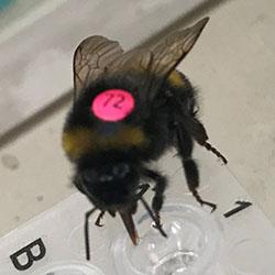 Vomiting bumblebees show that sweeter is not necessarily better