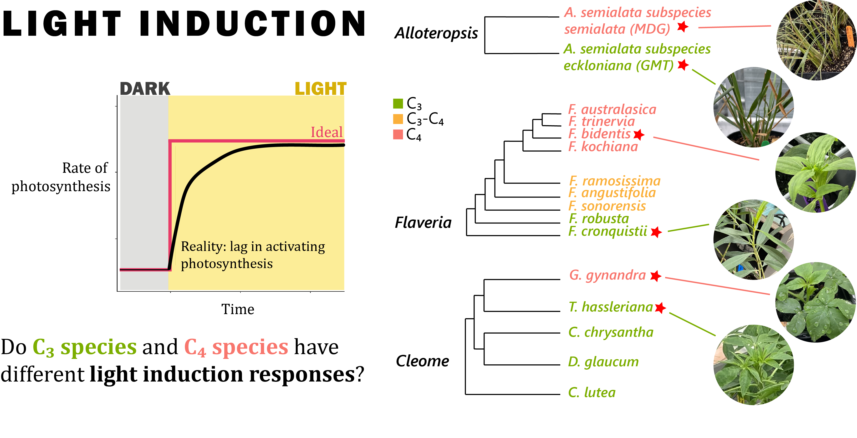 Induction of photosynthesis graphic